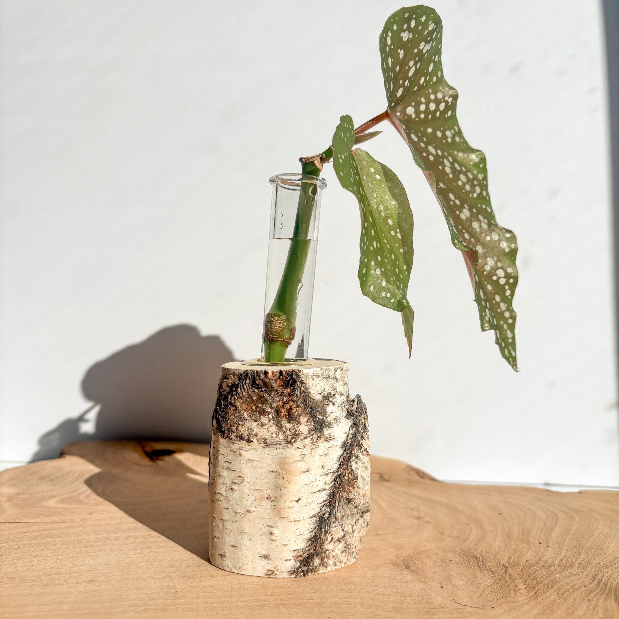 Plant Propagation Station - Birch Log